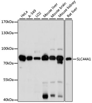 a06800 slc44a1 primary antiboties wb testing 1