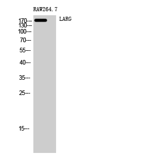 Western Blot analysis of RAW264