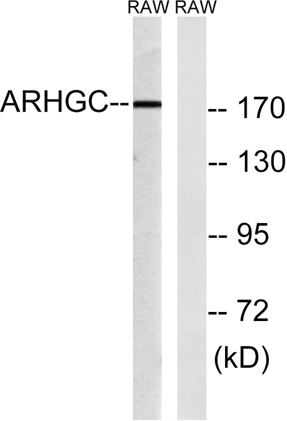 Western blot analysis of lysates from RAW264