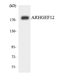 a06802 1 arhgef12 primary antibodies wb testing 4