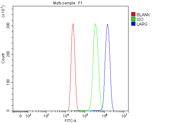  Flow Cytometry analysis of HL-60 cells using anti-LARG/ARHGEF12 antibody (A06802-2)