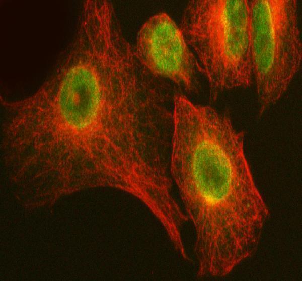 a06802 3 arhgef12 primary antibodies if testing 7