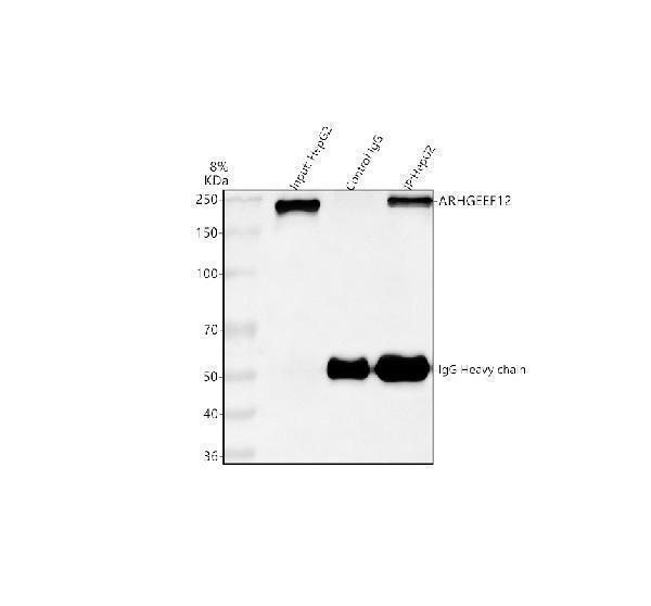 a06802 3 arhgef12 primary antibodies ip testing 9