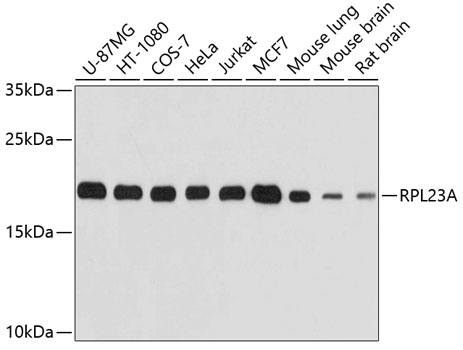 Western blot analysis of extracts of various cell lines, using RPL23A antibody  at 1:1000 dilution