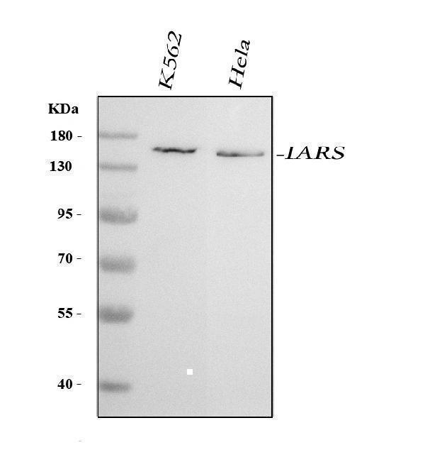  Western blot analysis of IARS1 using anti-IARS1 antibody (A06805-1)