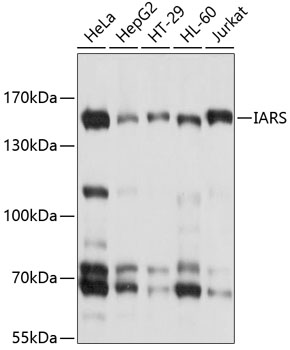 a06805 iars primary antiboties wb testing 1