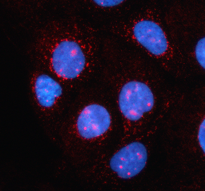IF analysis of LNX1 using anti-LNX1 antibody (A06813-2)