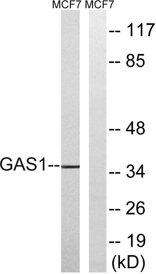 Western blot analysis of lysates from MCF-7 cells, using GAS1 Antibody