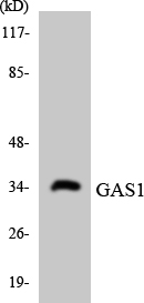 Western blot analysis of the lysates from HeLa cells using GAS1 antibody