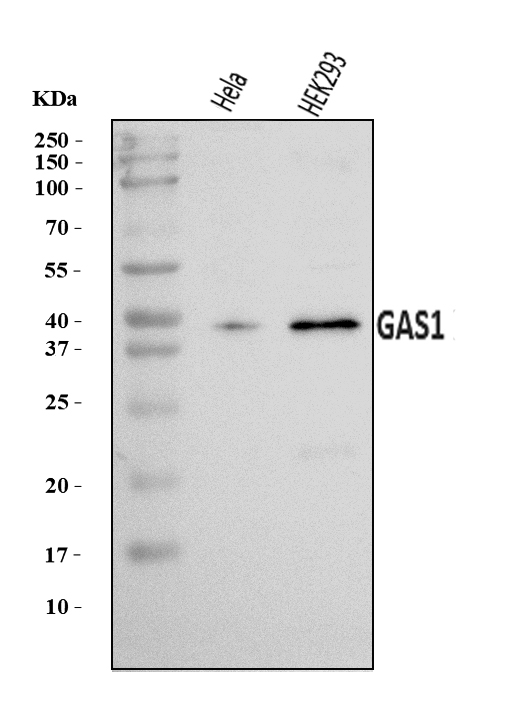  Western blot analysis of GAS1 using anti-GAS1 antibody (A06815-2)