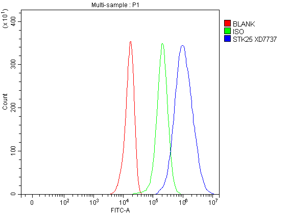 Flow Cytometry analysis of U251 cells using anti-STK25 antibody (A06816-1)