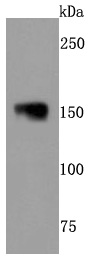 a06821 nefm primary antiboties wb testing 1