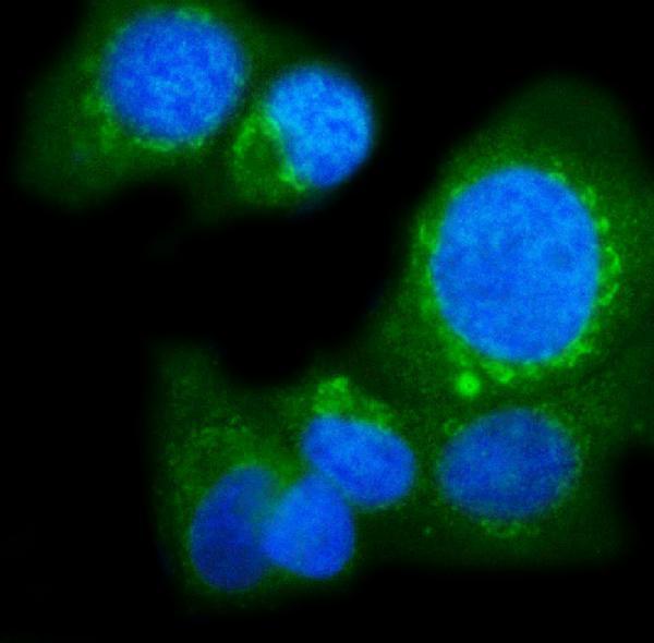 a06826 1 poglut1 primary antibodies if testing 9