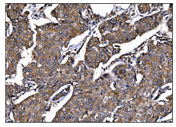 a06826 1 poglut1 primary antibodies ihc testing 2
