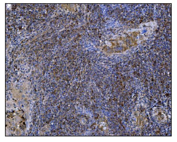 a06826 1 poglut1 primary antibodies ihc testing 3