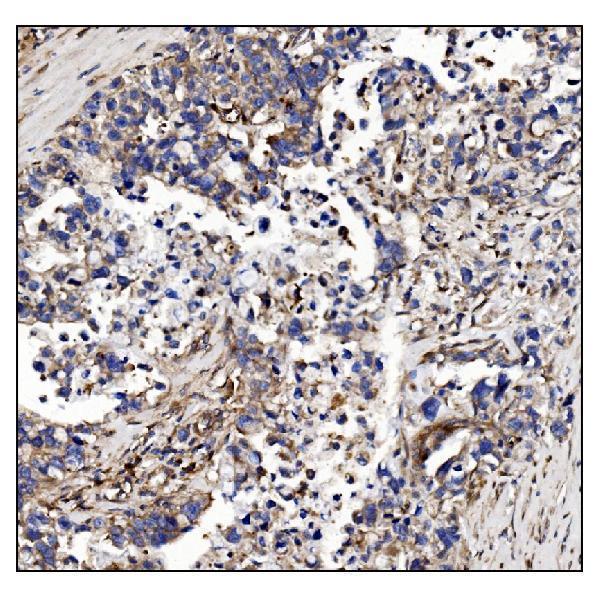 a06826 1 poglut1 primary antibodies ihc testing 4