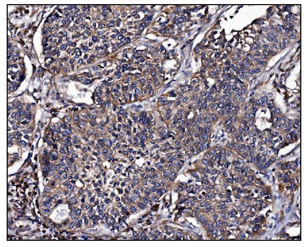a06826 1 poglut1 primary antibodies ihc testing 5