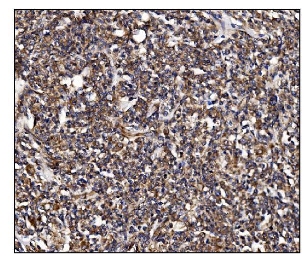 a06826 1 poglut1 primary antibodies ihc testing 6