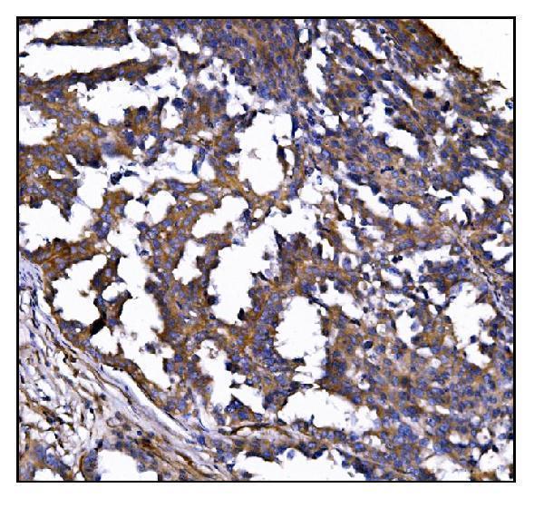 a06826 1 poglut1 primary antibodies ihc testing 7