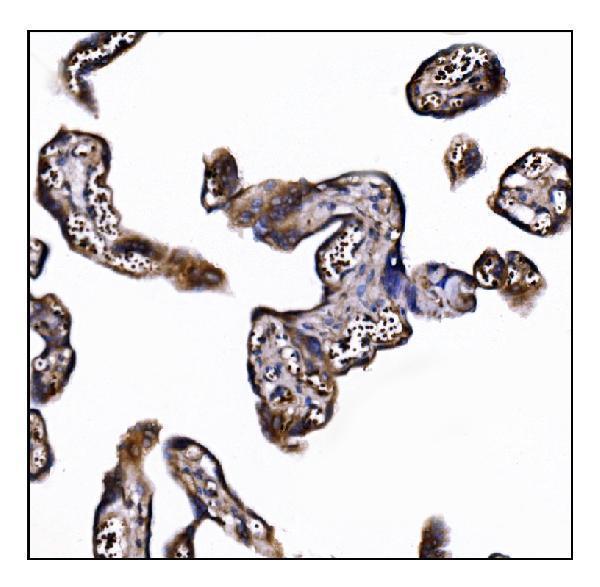 a06826 1 poglut1 primary antibodies ihc testing 8