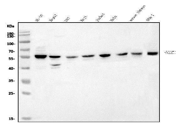 a06826 1 poglut1 primary antibodies wb testing 1