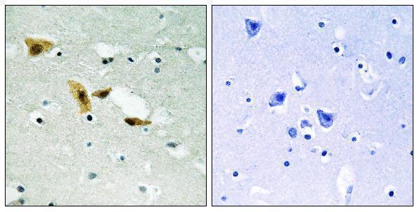 a06828 2 aplf primary antibodies ihc testing 1
