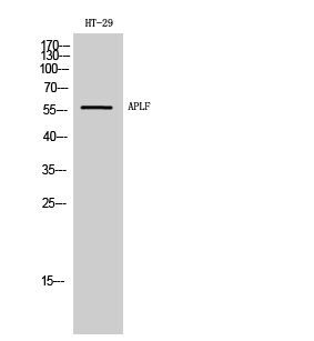 a06828 2 aplf primary antibodies wb testing 2