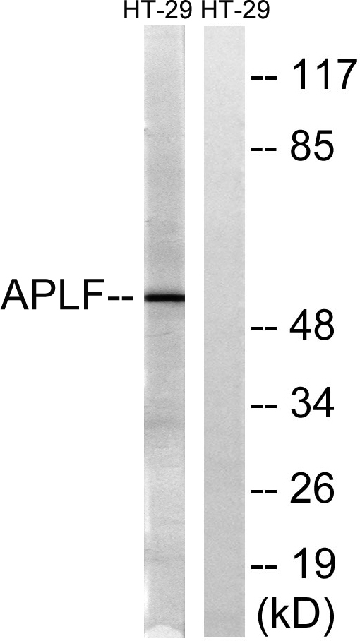 a06828 2 aplf primary antibodies wb testing 3