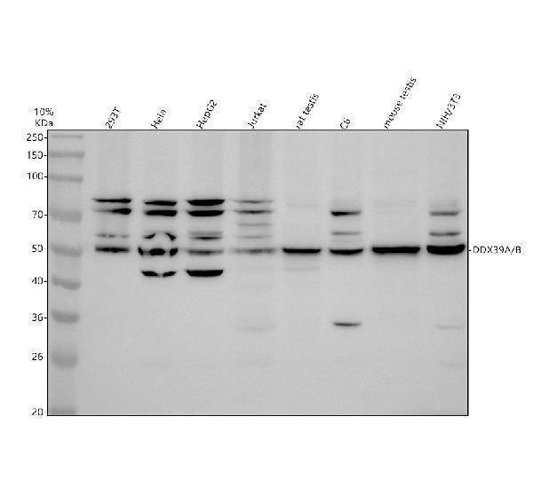 a06829 2 ddx39a b primary antibodies wb testing 1