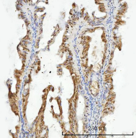 a06830 2 zmynd8 primary antibodies ihc testing 4