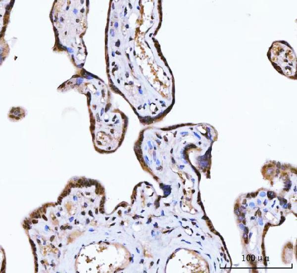 a06830 2 zmynd8 primary antibodies ihc testing 5