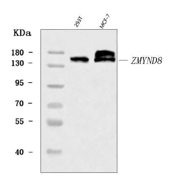  Western blot analysis of ZMYND8 using anti-ZMYND8 antibody (A06830-2)