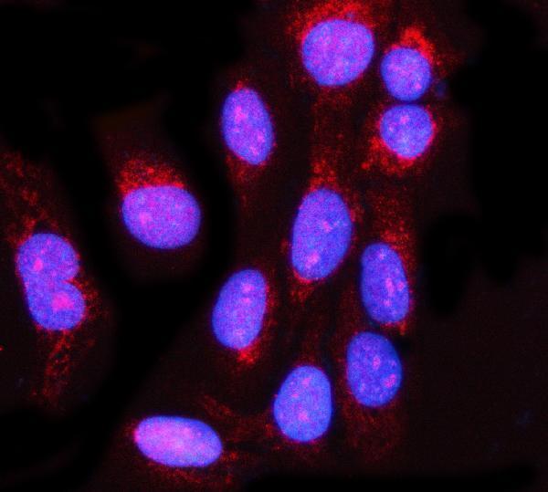  IF analysis of MIS12 using anti-MIS12 antibody (A06832-1)