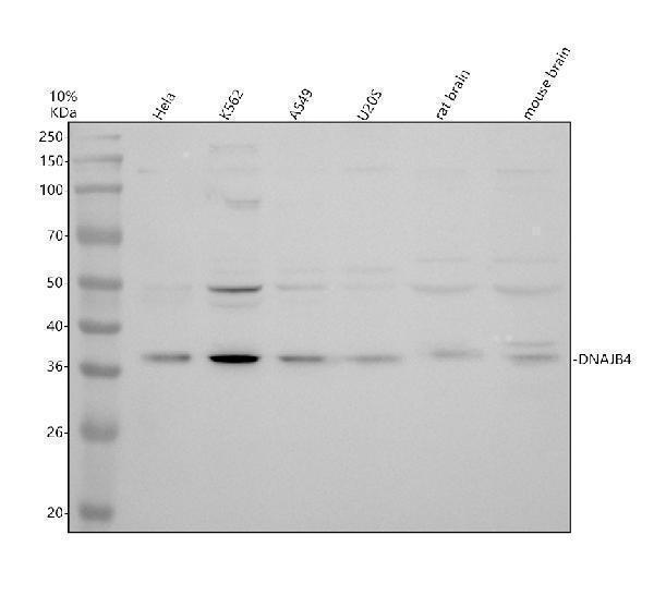 Western blot analysis of DNAJB4 using anti-DNAJB4 antibody (A06835-4)