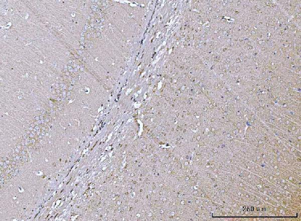 a06836 1 vps53 primary antibodies ihc testing 4