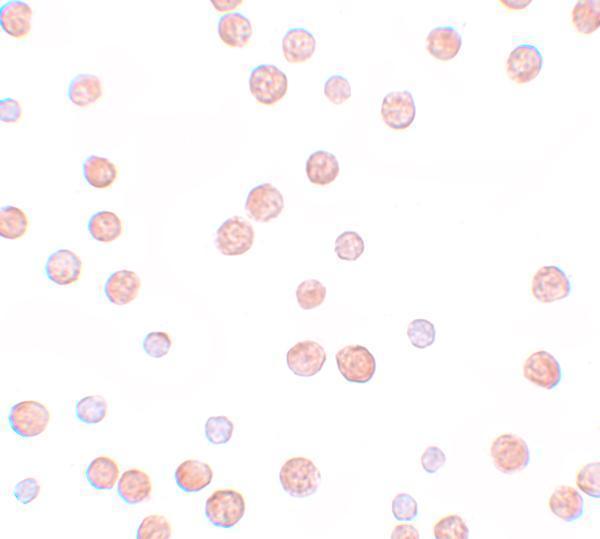 a06838 pappa2 primary antibodies icc testing 2
