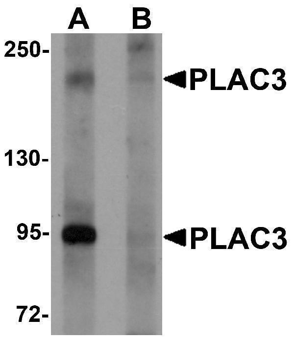a06838 pappa2 primary antibodies wb testing 1