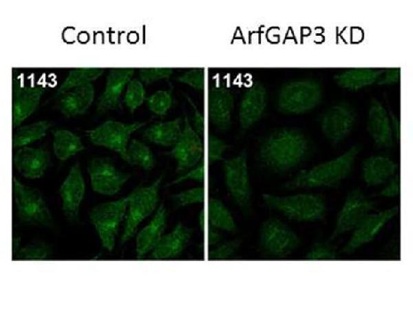 Immunofluorescence Microscopy of Rabbit Anti-ArfGAP3 Antibody
