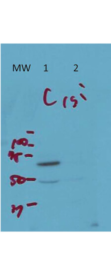 Western Blot of Rabbit Anti-ArfGAP3 Antibody
