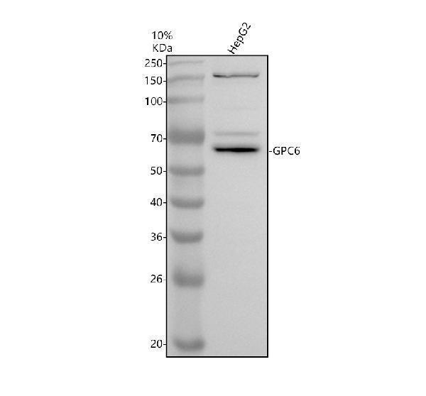 a06840 gpc6 primary antibodies wb testing 1