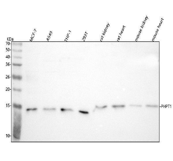  Western blot analysis of PHPT1 using anti-PHPT1 antibody (A06841)
