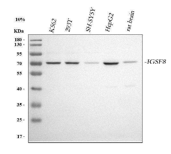  Western blot analysis of CD316/IGSF8 using anti-CD316/IGSF8 antibody (A06844-2)