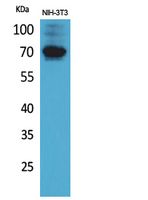 a06844 igsf8 primary antibodies wb testing 1