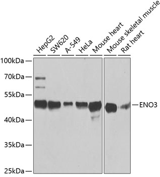 a06845 1 eno3 primary antiboties wb testing 1