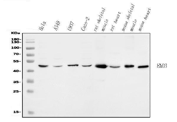 a06845 3 eno3 primary antibodies wb testing 1