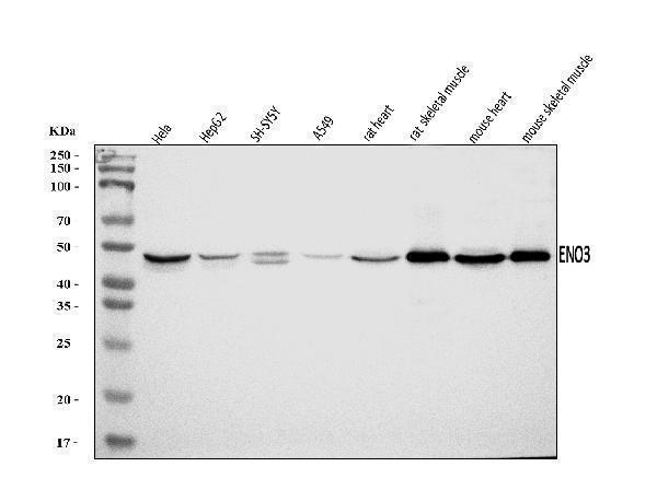 a06845 4 eno3 primary antibodies wb testing 1