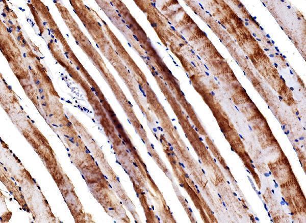 a06845 5 eno3 primary antibodies ihc testing 2