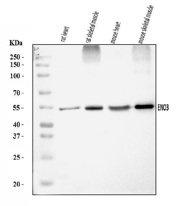 a06845 5 eno3 primary antibodies wb testing 1