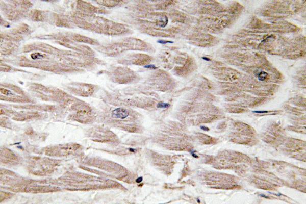 a06846 defa4 primary antibodies ihc testing 1