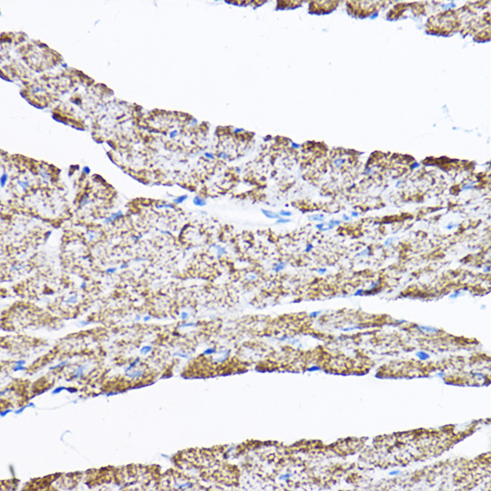a06847 samm50 primary antiboties ihc testing 4